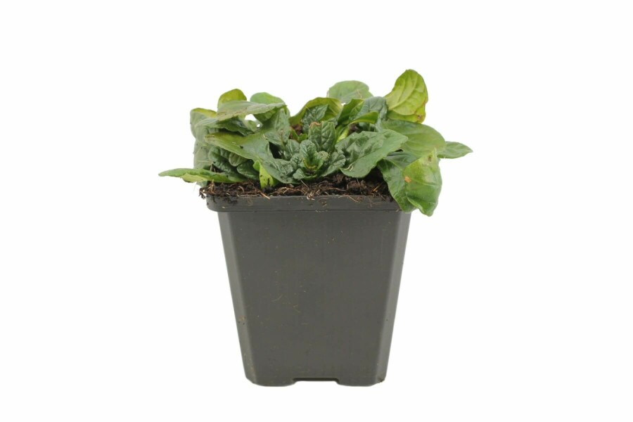 Krybende læbeløs Ajuga reptans 'Alba' 5-10 potte P9 Ajuga reptans 'Alba'