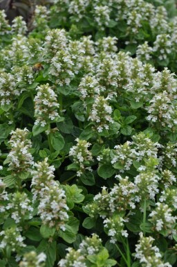 Krybende læbeløs Ajuga reptans 'Alba' 5-10 potte P9 Ajuga reptans 'Alba'