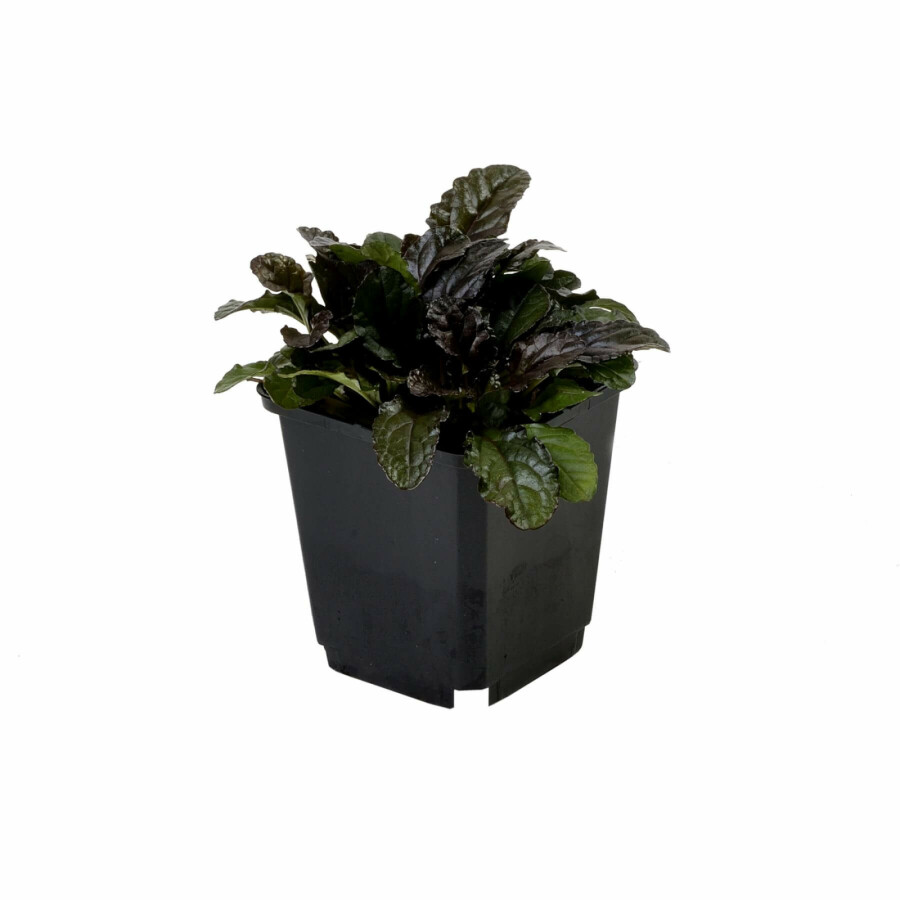 Krybende læbeløs Ajuga reptans 'Atropurpurea' 5-10 potte P9 Ajuga reptans 'Atropurpurea'