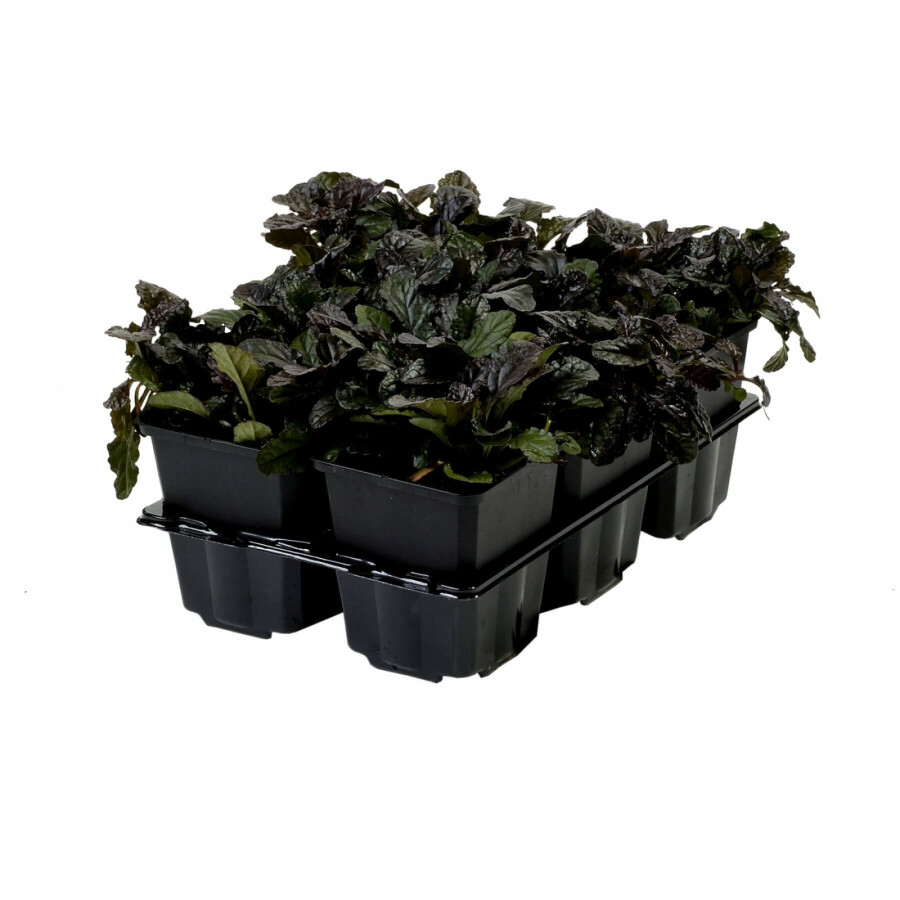 Krybende læbeløs Ajuga reptans 'Atropurpurea' 5-10 potte P9 Ajuga reptans 'Atropurpurea'