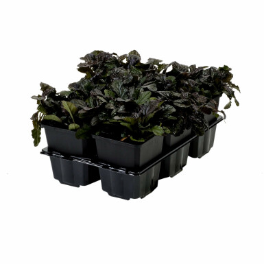 Krybende læbeløs Ajuga reptans 'Atropurpurea' 5-10 potte P9 Ajuga reptans 'Atropurpurea'