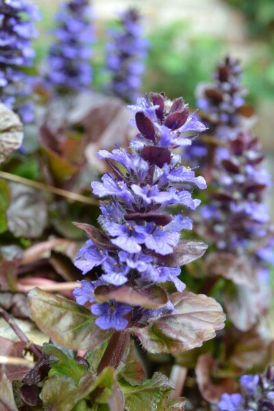 Krybende læbeløs Ajuga reptans 'Atropurpurea' 5-10 potte P9 Ajuga reptans 'Atropurpurea'
