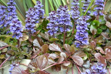 Krybende læbeløs Ajuga reptans 'Atropurpurea' 5-10 potte P9 Ajuga reptans 'Atropurpurea'
