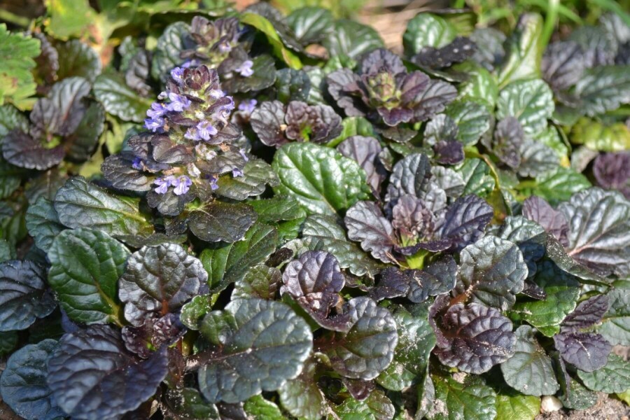 Krybende læbeløs Ajuga reptans 'Black Scallop' 5-10 potte P9 Ajuga reptans 'Black Scallop'