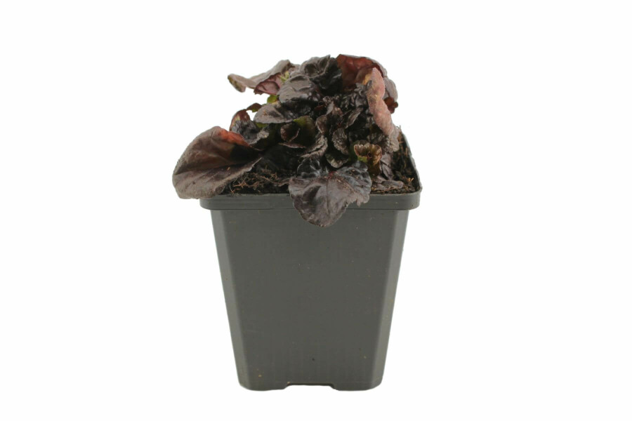 Krybende læbeløs Ajuga reptans 'Black Scallop' 5-10 potte P9 Ajuga reptans 'Black Scallop'