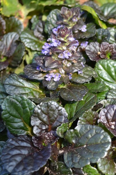 Krybende læbeløs Ajuga reptans 'Black Scallop' 5-10 potte P9 Ajuga reptans 'Black Scallop'