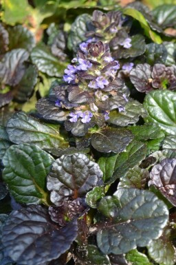 Krybende læbeløs Ajuga reptans 'Black Scallop' 5-10 potte P9