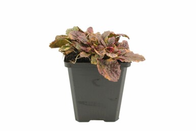 Krybende læbeløs Ajuga reptans 'Burgundy Glow' 5-10 potte P9 Ajuga reptans 'Burgundy Glow'