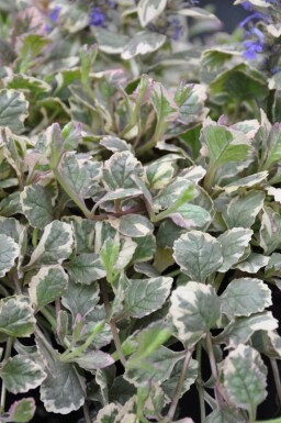 Krybende læbeløs Ajuga reptans 'Burgundy Glow' 5-10 potte P9 Ajuga reptans 'Burgundy Glow'