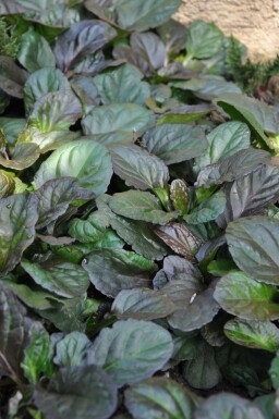 Krybende læbeløs Ajuga reptans 'Catlin's Giant' 5-10 potte P9 Ajuga reptans 'Catlin's Giant'