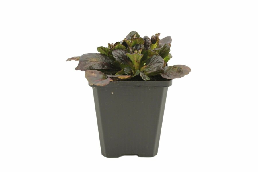 Krybende læbeløs Ajuga reptans 'Catlin's Giant' 5-10 potte P9 Ajuga reptans 'Catlin's Giant'