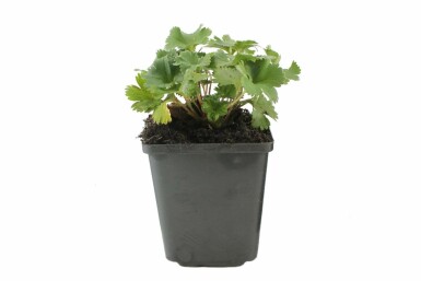 Løvefod Alchemilla erythropoda 5-10 potte P9 Alchemilla erythropoda