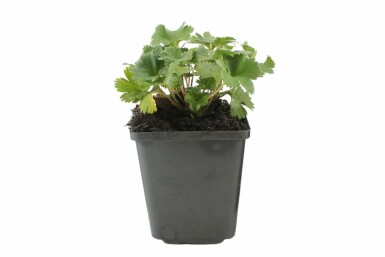 Løvefod Alchemilla erythropoda 5-10 potte P9