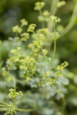 Løvefod Alchemilla erythropoda 5-10 potte P9 Alchemilla erythropoda