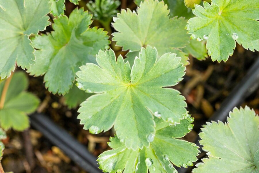 Løvefod Alchemilla erythropoda 5-10 potte P9 Alchemilla erythropoda