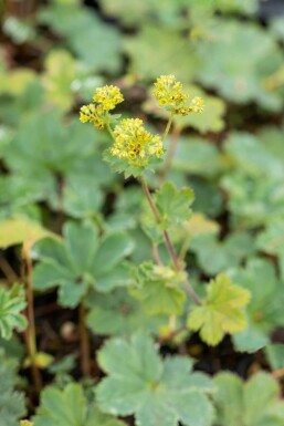 Løvefod Alchemilla erythropoda 5-10 potte P9 Alchemilla erythropoda