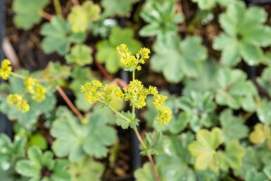 Løvefod Alchemilla erythropoda 5-10 potte P9 Alchemilla erythropoda