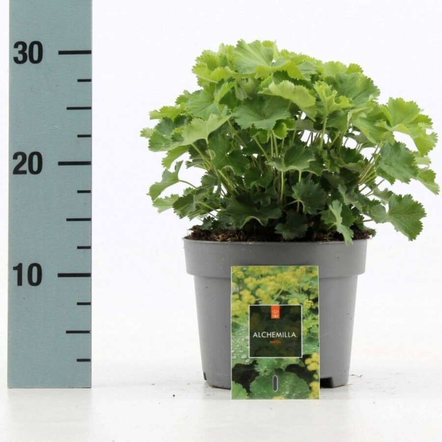 Lodden løvefod Alchemilla mollis 10-15 potte C2 Alchemilla mollis