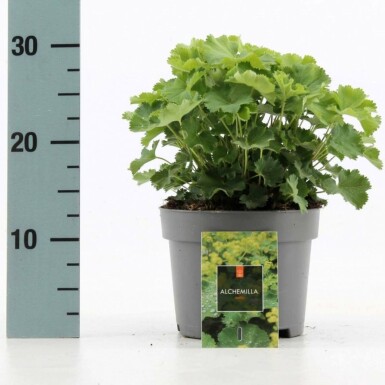 Lodden løvefod Alchemilla mollis 10-15 potte C2 Alchemilla mollis