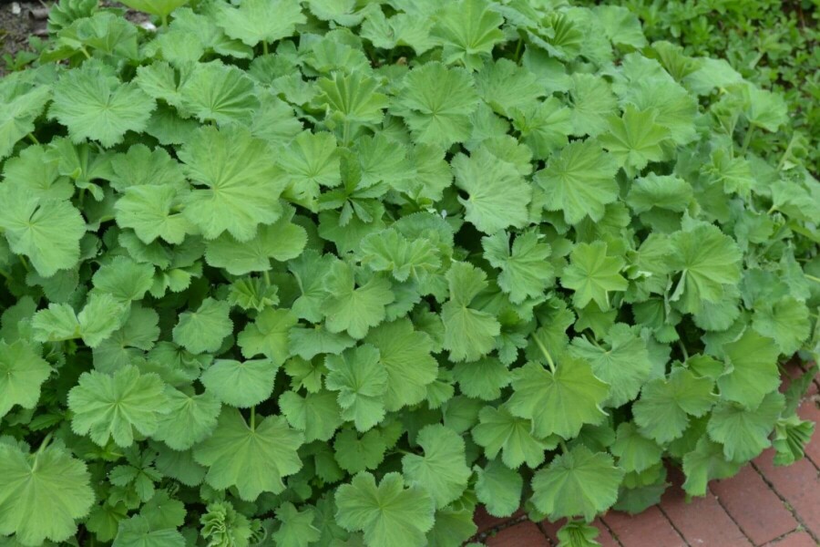 Lodden løvefod Alchemilla mollis 5-10 potte P9 Alchemilla mollis