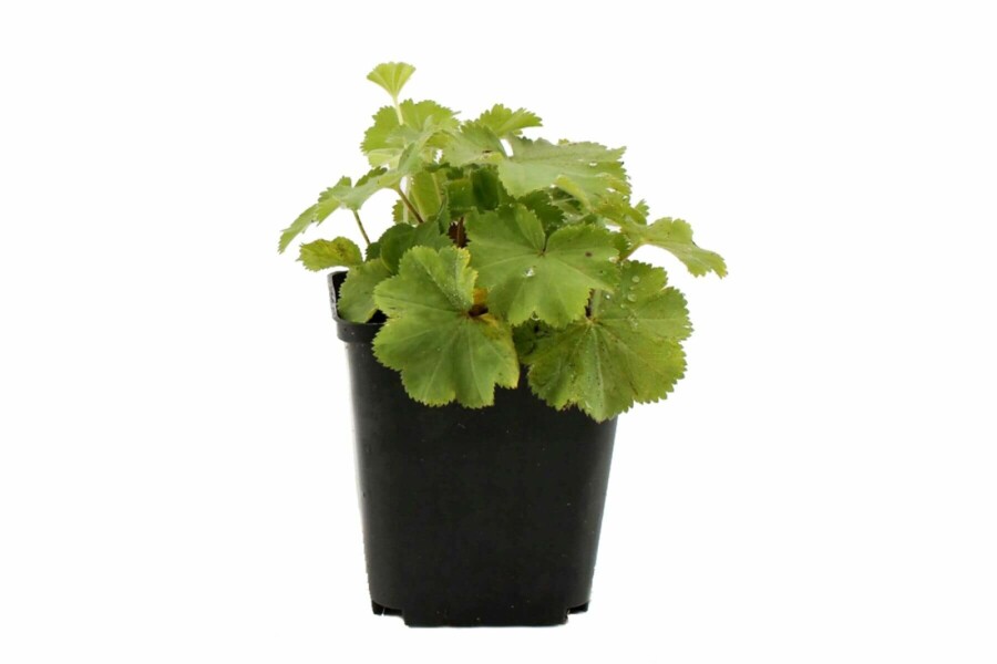 Lodden løvefod Alchemilla mollis 5-10 potte P9 Alchemilla mollis