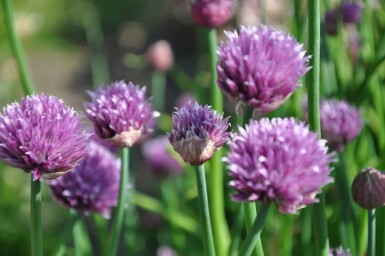 Purløg Allium schoenoprasum 5-10 potte P9 Allium schoenoprasum