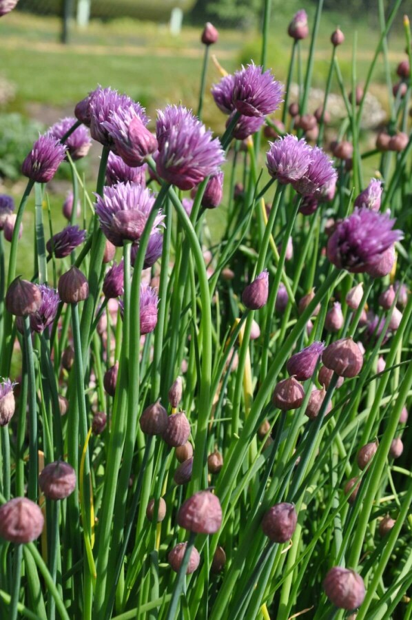 Purløg Allium schoenoprasum 5-10 potte P9 Allium schoenoprasum