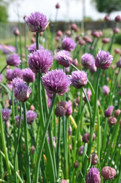 Purløg Allium schoenoprasum 5-10 potte P9 Allium schoenoprasum