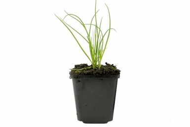 Purløg Allium schoenoprasum 5-10 potte P9 Allium schoenoprasum