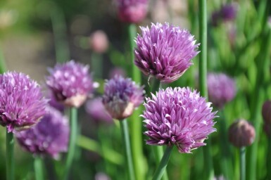 Purløg Allium schoenoprasum 5-10 potte P9 Allium schoenoprasum