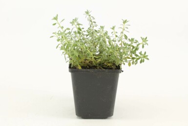 Guldslør Alyssum montanum 'Berggold' 5-10 potte P9 Alyssum montanum 'Berggold'