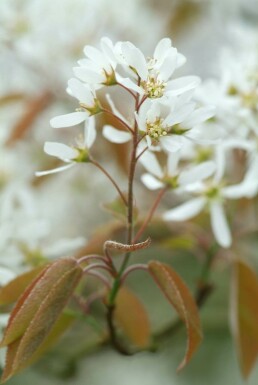 Almindelig bærmispel Amelanchier × lamarckii busk 40-50 potte C3