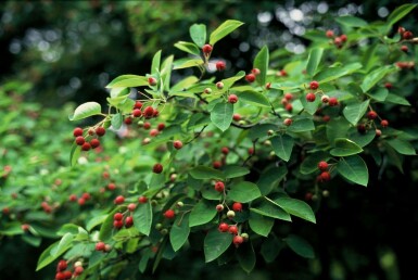 Almindelig bærmispel Amelanchier × lamarckii busk 40-50 potte C3