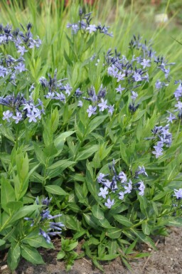 Amsonia Amsonia 'Blue Ice' 5-10 potte P9 Amsonia 'Blue Ice'