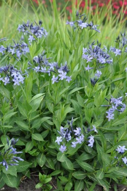 Amsonia Amsonia 'Blue Ice' 5-10 potte P9 Amsonia 'Blue Ice'
