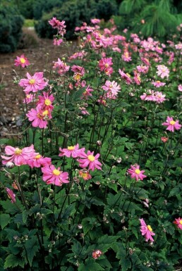 Høstanemone Anemone hupehensis 'Prinz Heinrich' 5-10 potte P9 Anemone hupehensis 'Prinz Heinrich'