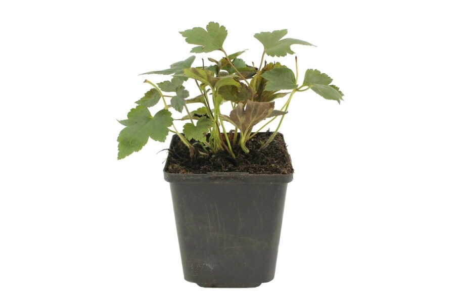 Høstanemone Anemone hupehensis 'Prinz Heinrich' 5-10 potte P9 Anemone hupehensis 'Prinz Heinrich'