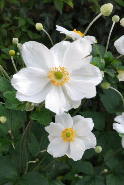 Anemone Anemone hybrida 'Honorine Jobert' 10-15 potte C2 Anemone hybrida 'Honorine Jobert'