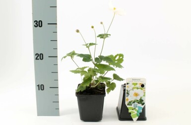 Anemone Anemone hybrida 'Honorine Jobert' 5-10 potte P9