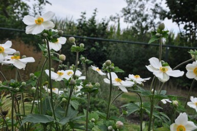 Anemone Anemone hybrida 'Honorine Jobert' 5-10 potte P9