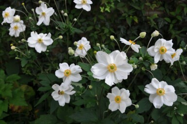 Anemone Anemone hybrida 'Honorine Jobert' 5-10 potte P9