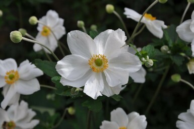 Anemone Anemone hybrida 'Honorine Jobert' 5-10 potte P9 Anemone hybrida 'Honorine Jobert'