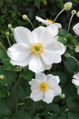 Anemone Anemone hybrida 'Honorine Jobert' 5-10 potte P9