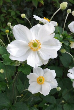Anemone Anemone hybrida 'Honorine Jobert' 5-10 potte P9 Anemone hybrida 'Honorine Jobert'