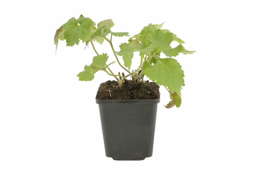 Anemone Anemone hybrida 'Königin Charlotte' 5-10 potte P9 Anemone hybrida 'Königin Charlotte'