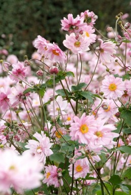 Anemone Anemone hybrida 'Königin Charlotte' 5-10 potte P9 Anemone hybrida 'Königin Charlotte'