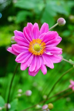 Anemone Anemone hybrida 'Pamina' 5-10 potte P9 Anemone hybrida 'Pamina'
