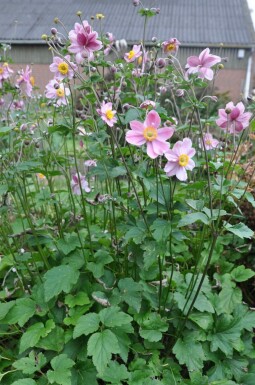 Anemone hybrida 'Serenade'