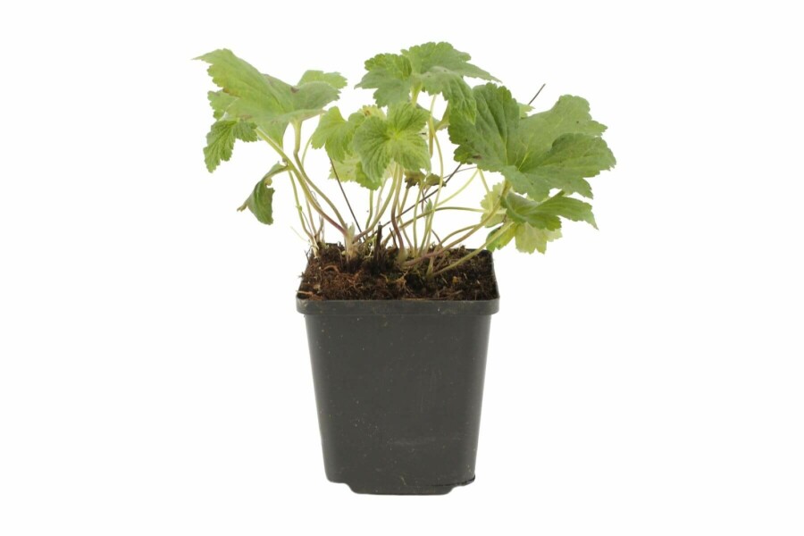 Anemone Anemone hybrida 'Whirlwind' 5-10 potte P9 Anemone hybrida 'Whirlwind'