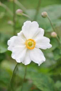 Anemone hybrida 'Whirlwind'